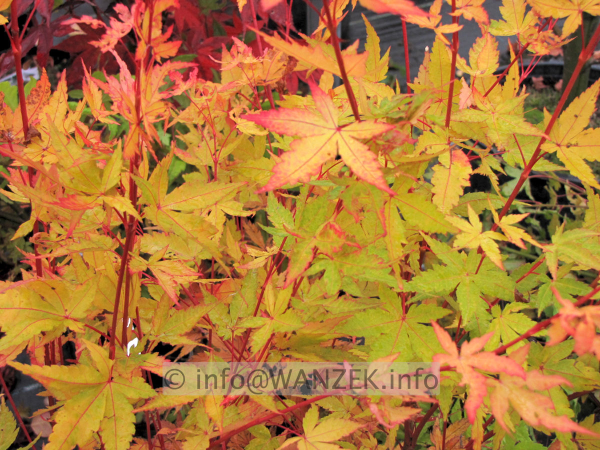 Acer palmatum Sangokaku - Herbst 03.JPG